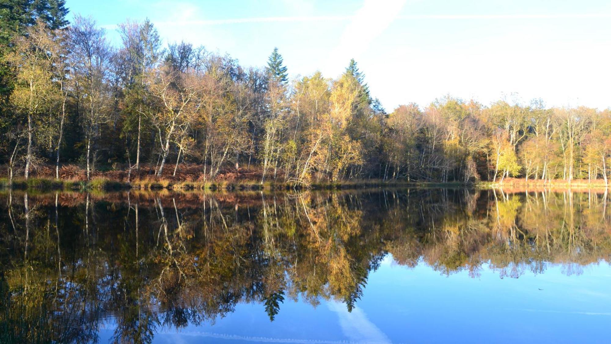 Chalet Des Aigrettes, Les 1000 Etangs La Voivre  Bagian luar foto