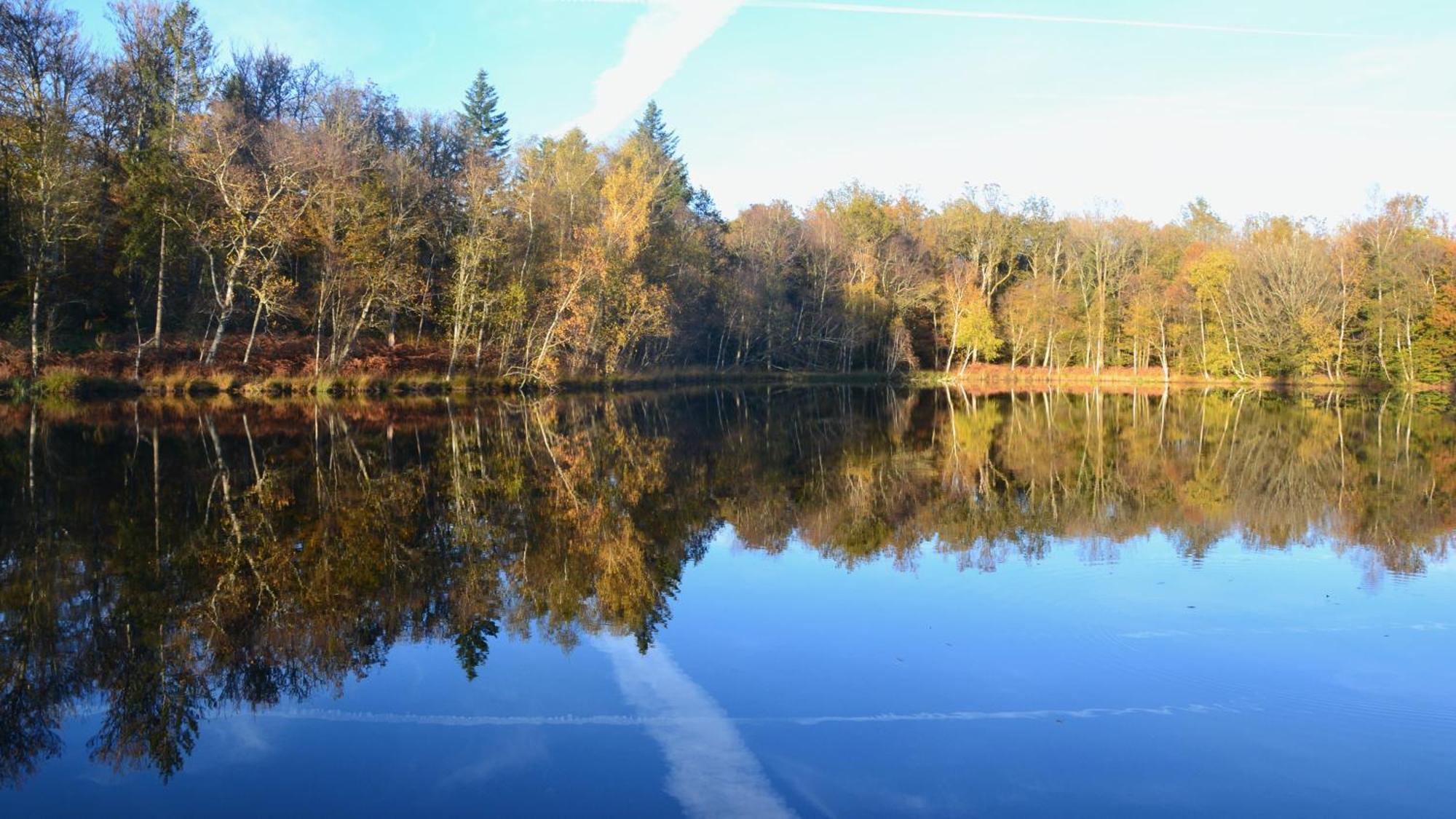 Chalet Des Aigrettes, Les 1000 Etangs La Voivre  Bagian luar foto